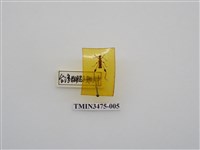 藏品(台灣粗腿小翅天牛)的圖片
